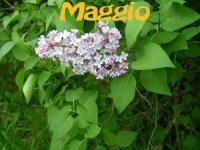 Immagine di I migliori programmi da vedere in tv sui canali SKY e DTT a Maggio