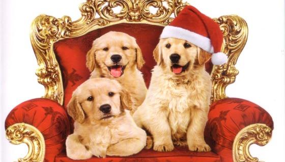 A Golden Christmas