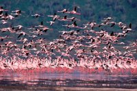 Visualizza: Il mistero dei fenicotteri rosa, in anteprima nazionale su SKY Cinema HD su Digital-News.it Il mistero dei fenicotteri rosa, in anteprima nazionale su SKY Cinema HD