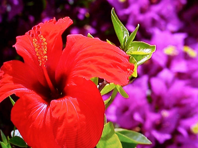 Immagine di Sony prepara la rivoluzione OLED