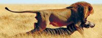 Visualizza: I documentari National Geographic su Rete 4, ogni sabato alle 18 su Digital-News.it Immagine di I documentari National Geographic su Rete 4, ogni sabato alle 18