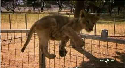 Licia Colò si occupa su Rai 3 dei temi legati alla natura e agli animali