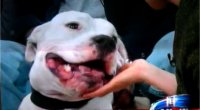 Foto - Conduttrice USA morsa in faccia da un cane in diretta televisiva