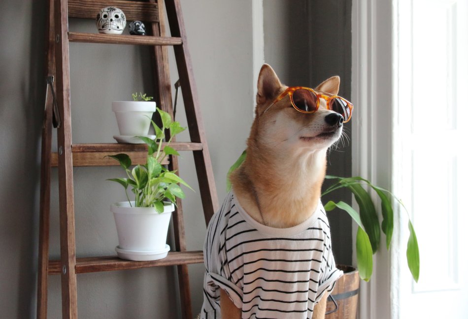 Sky Uno Loves Animals, da oggi alla posizione 109 un canale dedicato agli animali