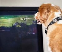 Negli Usa arrivano i canali tv tematici per i cani mentre il padrone esce