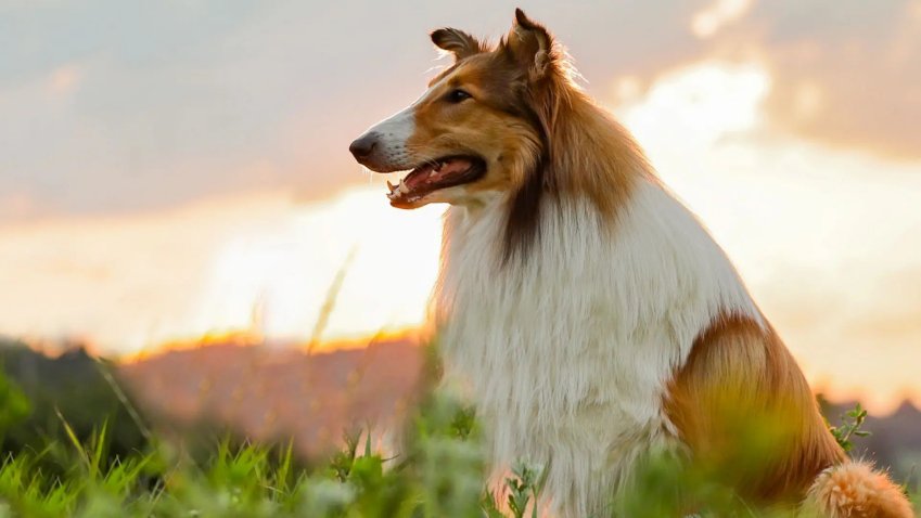 Venerdi 10 Settembre 2021 Sky e Premium Cinema, Lassie torna a casa - immagine di copertura per i programmi TV