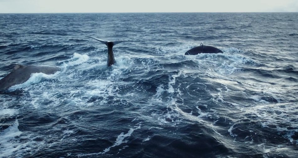 Foto - Balena di Plastica, una straordinaria storia nel documentario di Sky TG24 