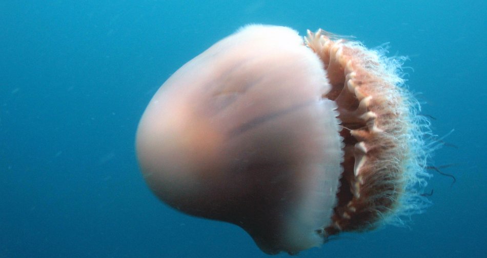 Immagine di Monster Week su Discovery (Sky) tra meduse giganti, pesci impossibili e cannibali - Scopri di più su Sky Italia