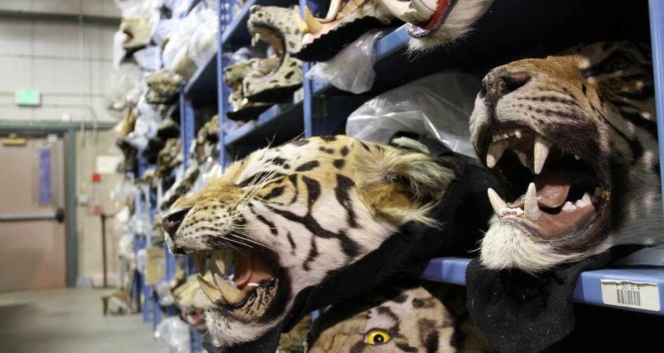 Visualizza: Racing Extinction, stasera evento televisivo globale su Discovery Channel HD su Digital-News.it Immagine di Racing Extinction, stasera evento televisivo globale su Discovery Channel HD - Scopri di più su Sky Italia