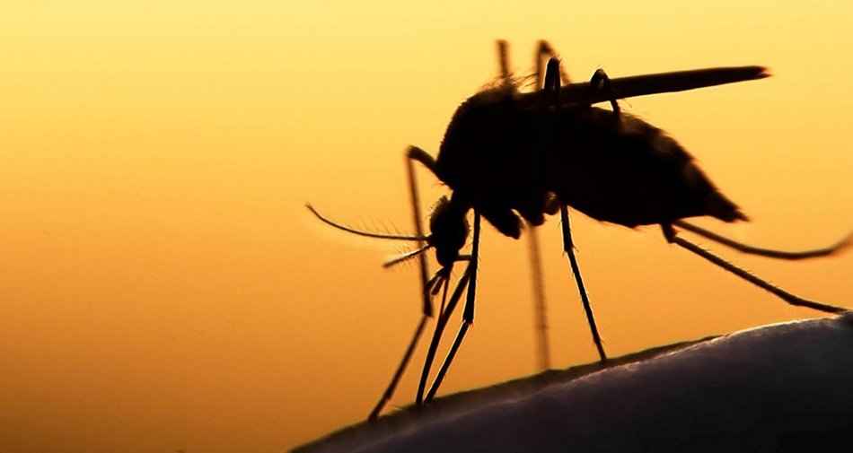 Immagine di Mosquito, documentario in prima tv mondiale su Discovery Channel - Scopri di più su Sky Italia