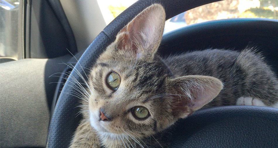 Immagine di Sky Uno Loves Animals, da oggi alla posizione 109 un canale dedicato agli animali - Scopri di più su Sky Italia