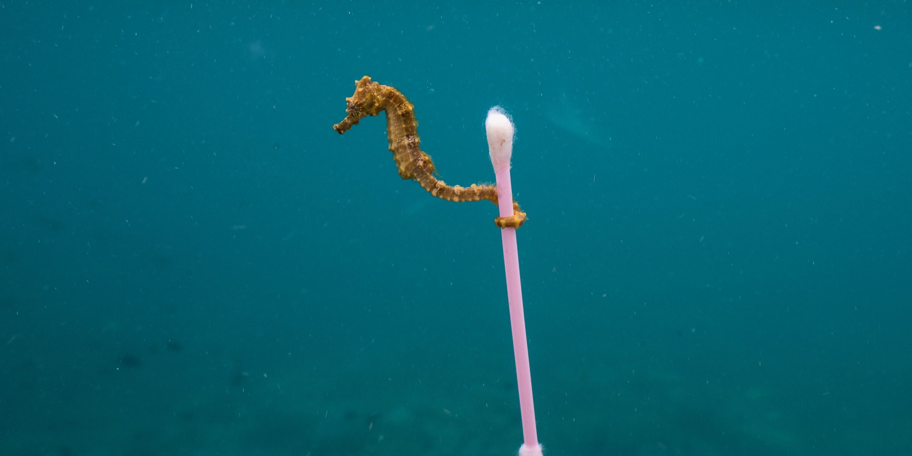 Foto - National Geographic e Sky Ocean Ventures cercano alternative alla plastica 