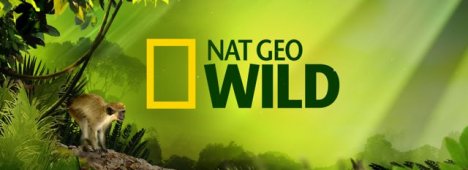 Foto - Novità SKY | Nat Geo Wild +1 sul canale 410, ecco come cambia la numerazione