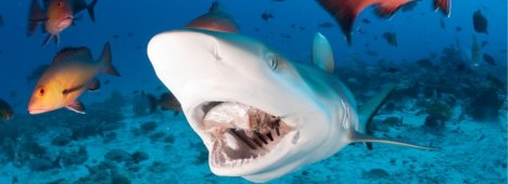 Immagine di Squalomania - Dal 18 al 24 agosto su Nat Geo Wild (Sky Canale 409) - Scopri di più su Sky Italia
